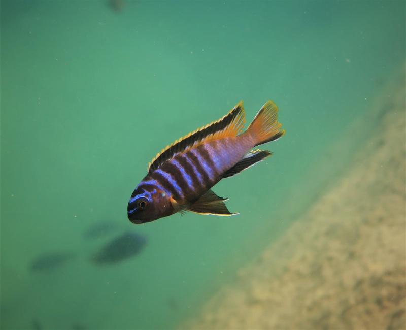 Tropheops kumwera 'Domwe Island'
